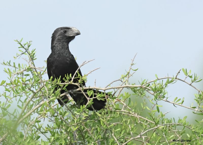 Groove-billed Ani, Laguna Vista Nature Trail, TX, 4-26-2025_8638az.jpg