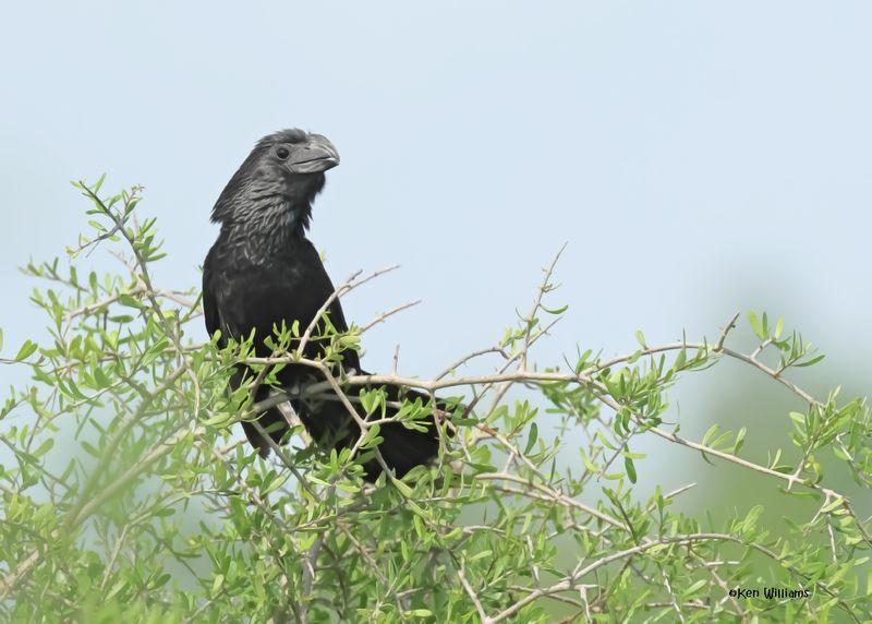 Anis, Cuckoos, & Roadrunners