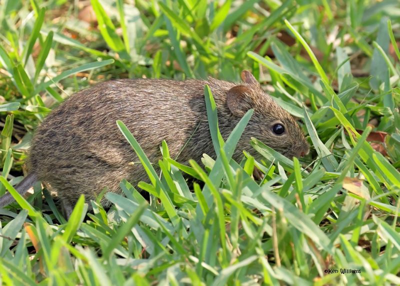 Hispid Cotton Rat,, S. Padre Island, TX, 4-23-2025_4068az.jpg