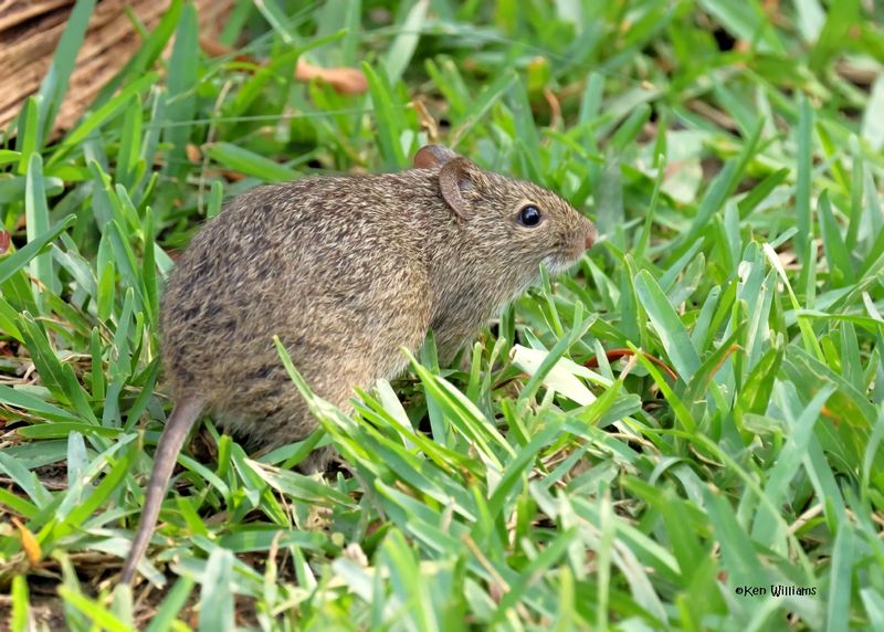 Hispid Cotton Rat,, S. Padre Island, TX, 4-23-2025_4071az.jpg