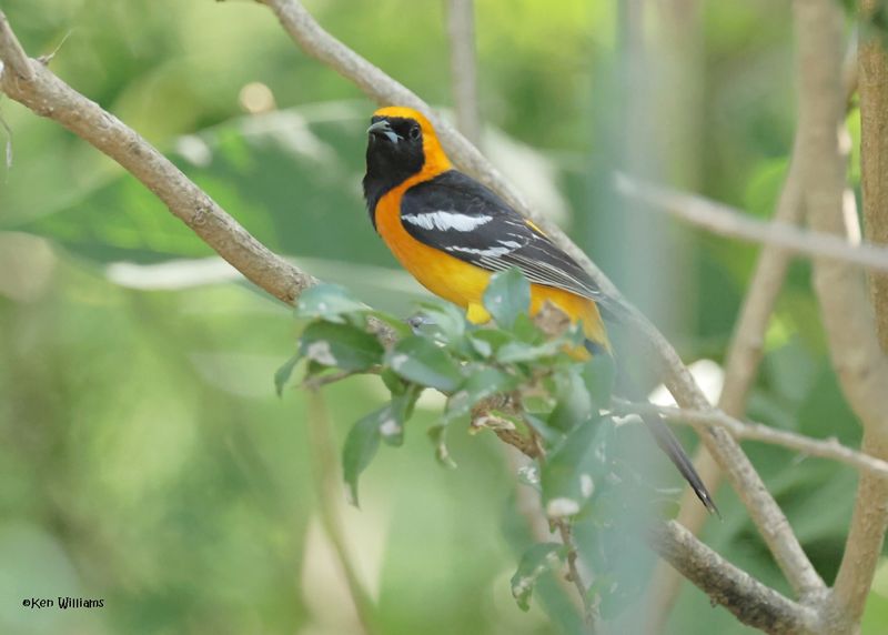 Hooded Oriole male, Estero Llano Grande SP, TX, 4-27-2025_0288az.jpg
