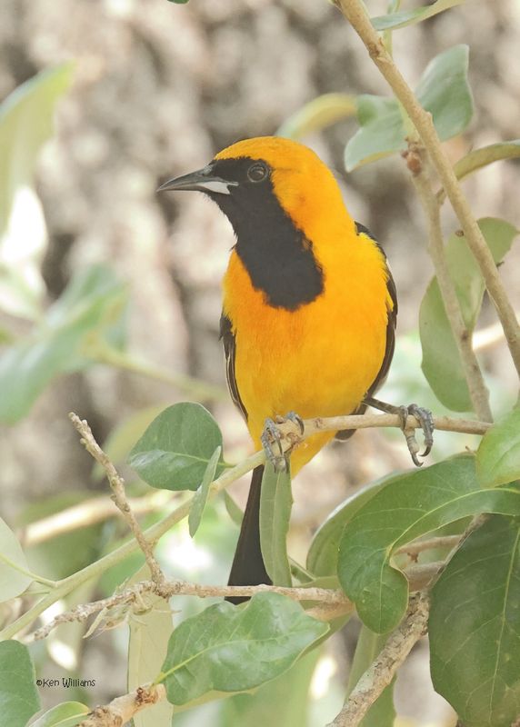 Hooded Oriole male, Hy 77 Roadside Park, TX, 4-22-2025_0711z.jpg