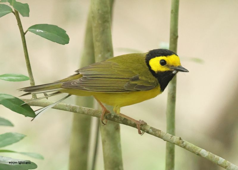 Hooded Warbler male, Lafitte's Cove Nature Preserve, TX, 4-29-2025_2450az.jpg