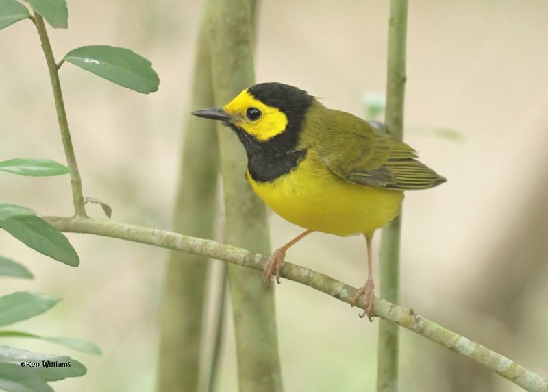 : Hooded Warbler :