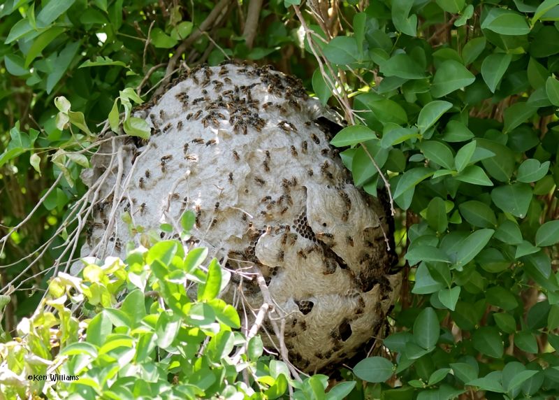 Hornet Nest, Estero Llano Grande SP, TX, 4-27-2025_9239az.jpg