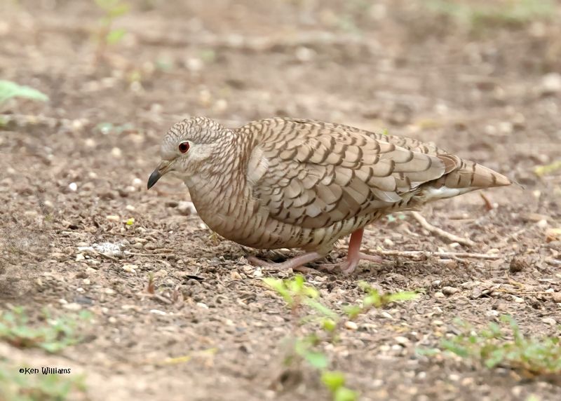 Inca Dove, Laguna Vista Nature Trail, TX, 4-24-2025_6050az.jpg