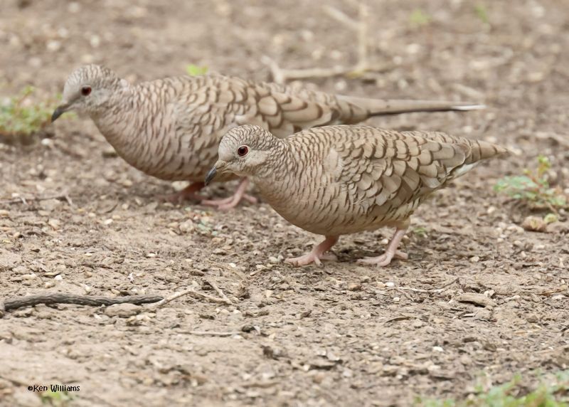 Inca Dove