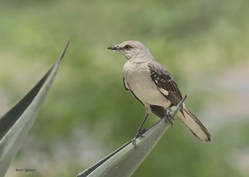 Northern Mockingbird, S. Padre Is, TX, 4-22-2025_0784z.jpg