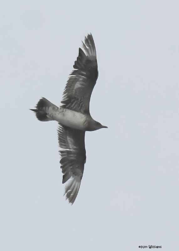 Parasitic Jaeger juveinle, S. Padre Is, TX, 4-23-2025_100az.jpg