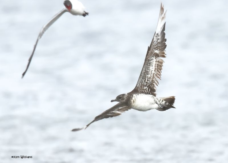 Parasitic Jaeger juveinle, S. Padre Is, TX, 4-23-2025_11az.jpg
