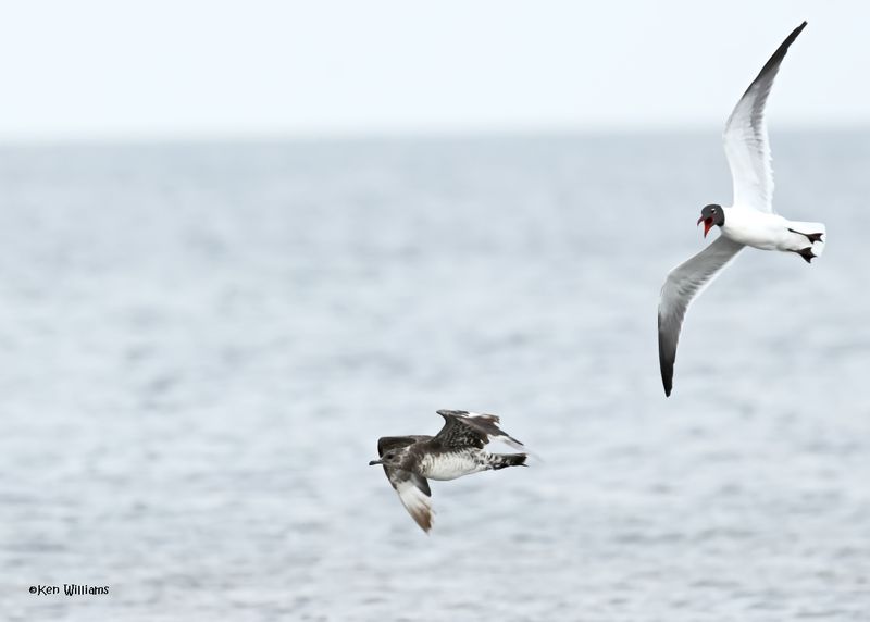 Parasitic Jaeger juveinle, S. Padre Is, TX, 4-23-2025_14az.jpg