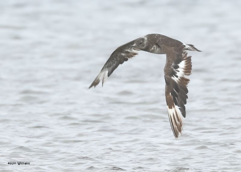 Parasitic Jaeger juveinle, S. Padre Is, TX, 4-23-2025_20az.jpg