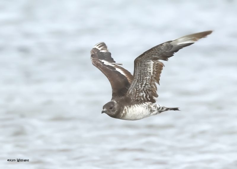 Parasitic Jaeger juveinle, S. Padre Is, TX, 4-23-2025_24az.jpg