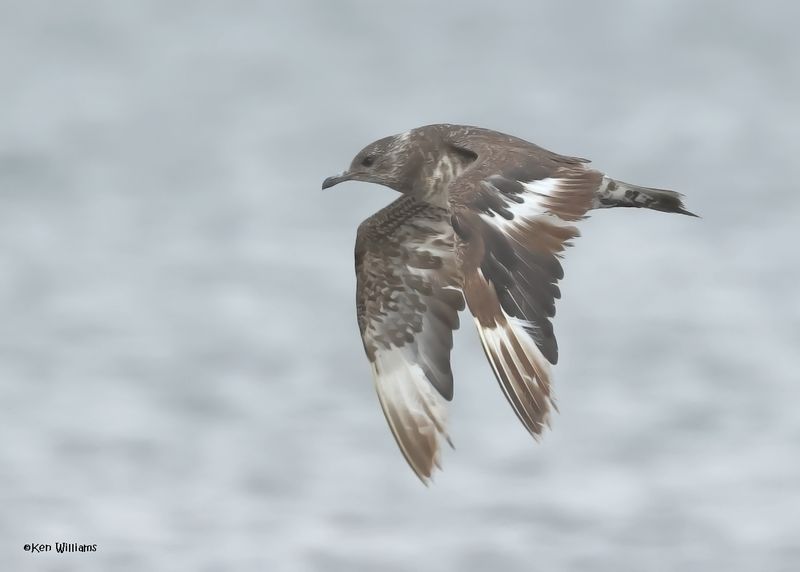 Parasitic Jaeger juveinle, S. Padre Is, TX, 4-23-2025_43az.jpg