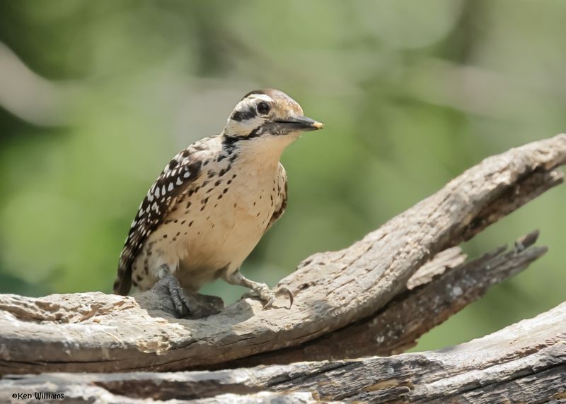 Ladder-backed Woodpecker female, Estero Llano Grande SP, TX, 4-27-2025_0106az.jpg