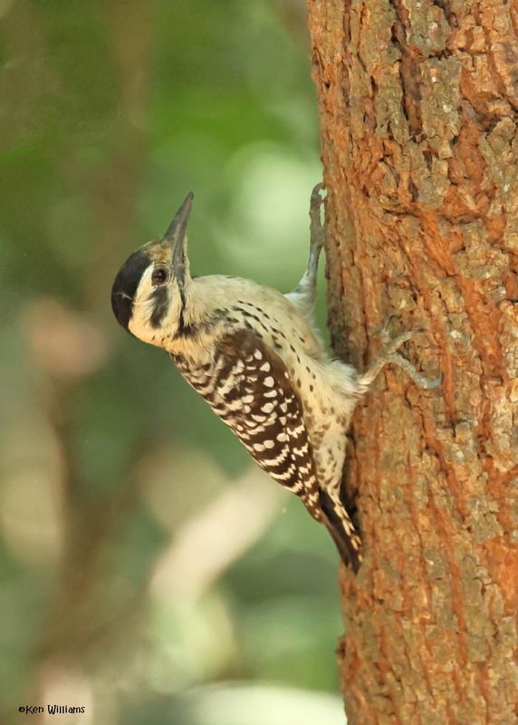 Ladder-backed Woodpecker female, Estero Llano Grande SP, TX, 4-27-2025_0335az.jpg