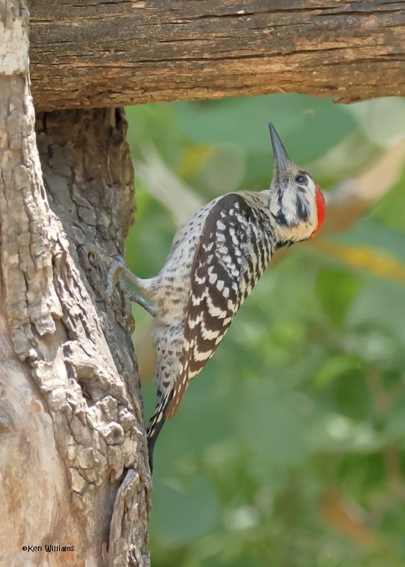 Ladder-backed Woodpecker male, Estero Llano Grande SP, TX, 4-27-2025_9858az.jpg