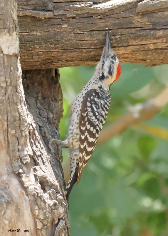 Ladder-backed Woodpecker male, Estero Llano Grande SP, TX, 4-27-2025_9859az.jpg