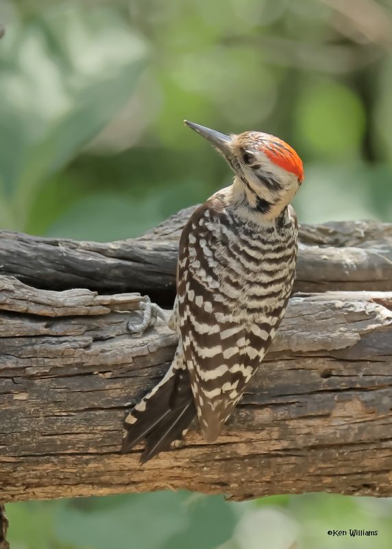 : Ladder-backed Woodpecker :