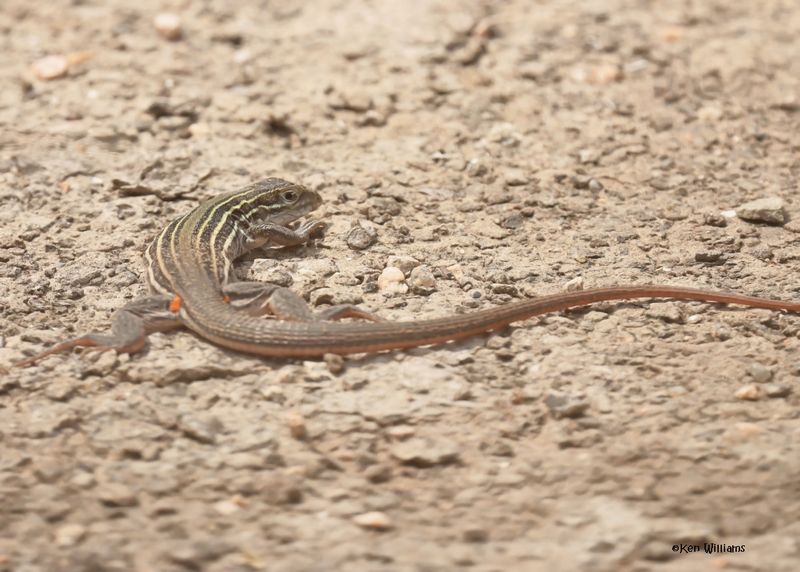 Laredo Striped Whiptail, Laguna Vista Nature Trail, TX, 4-24-2025_6259az.jpg