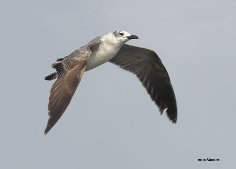 Laughing Gull nonbreeding adult, S. Padre Is, TX, 4-24-2025_5236az.jpg