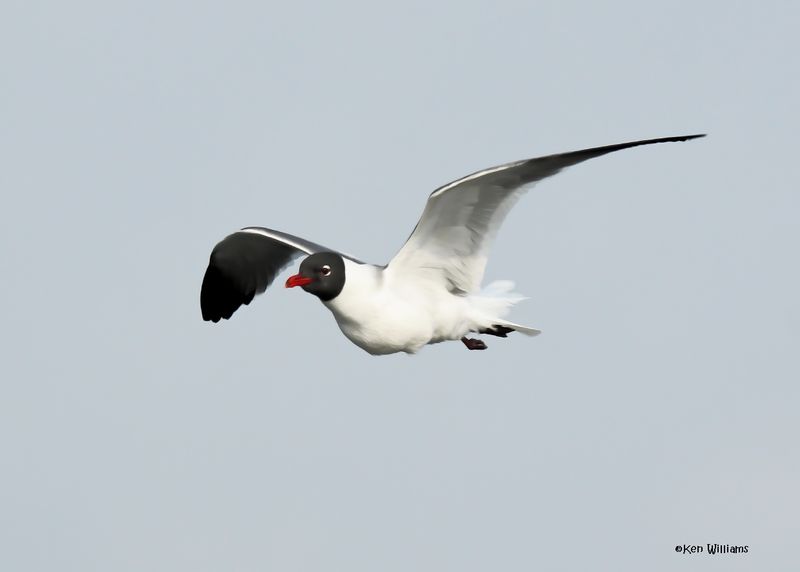 Laughing Gull, S. Padre Is, TX, 4-25-2025_7475az.jpg