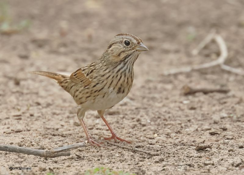 Lincoln's Sparrow, Laguna Vista Nature Trail, TX, 4-24-2025_6497z.jpg