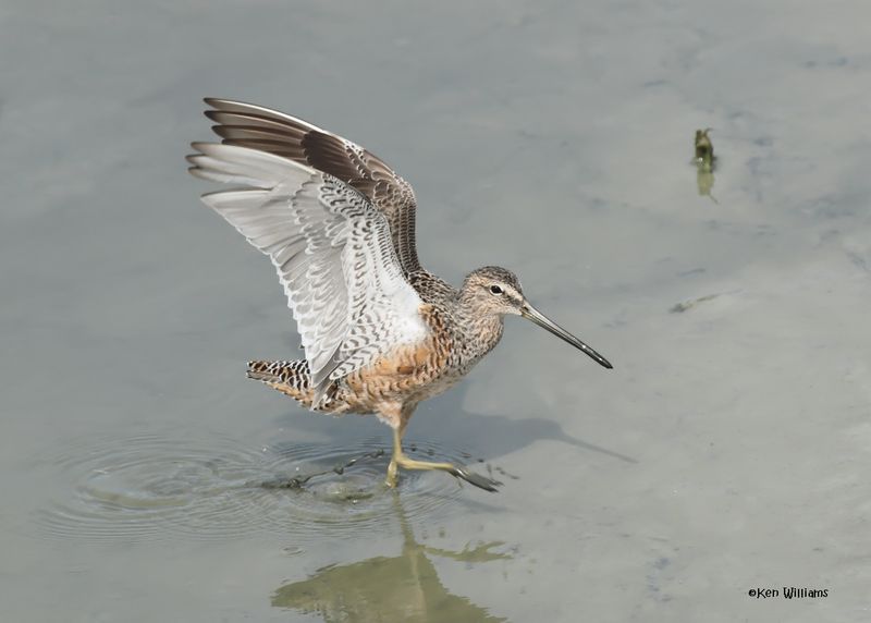 Long-billed Dowitcher, Port Aransas, TX, 4-28-2025_1136z.jpg