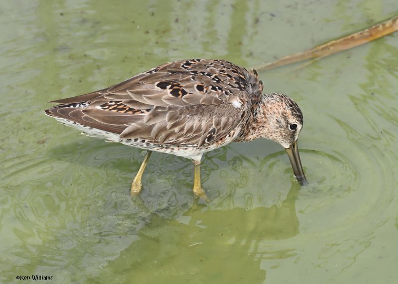 Long-billed Dowitcher, Port Aransas, TX, 4-28-2025_1202z.jpg