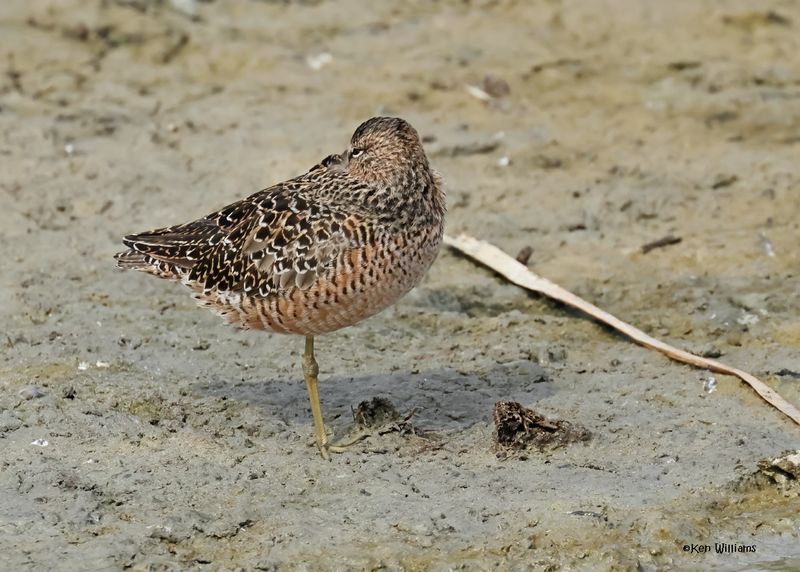 Long-billed Dowitcher, Port Aransas, TX, 4-28-2025_1216z.jpg
