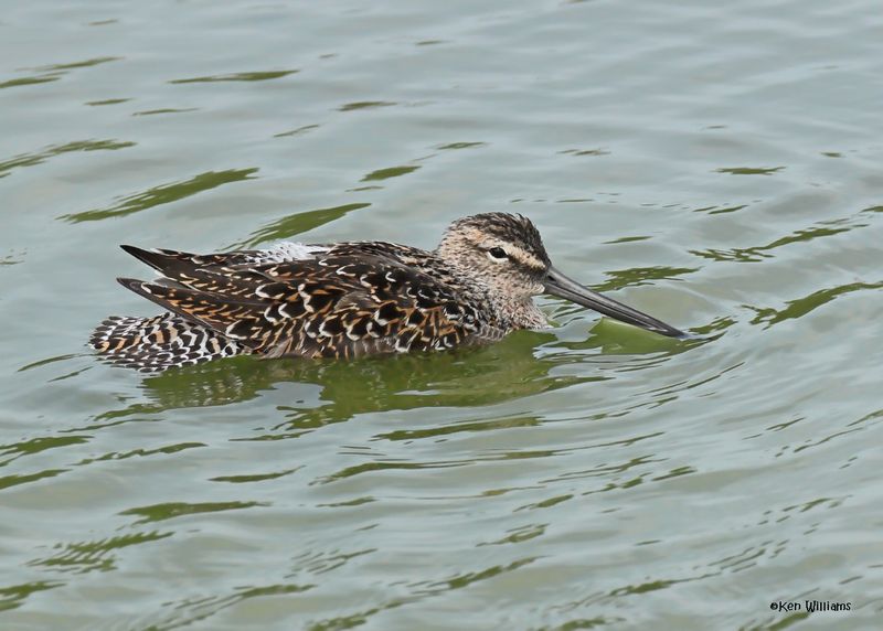 Long-billed Dowitcher, Port Aransas, TX, 4-28-2025_1248z.jpg