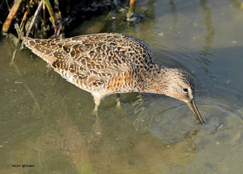 Long-billed Dowitcher, Port Aransas, TX, 4-28-2025_1558z.jpg