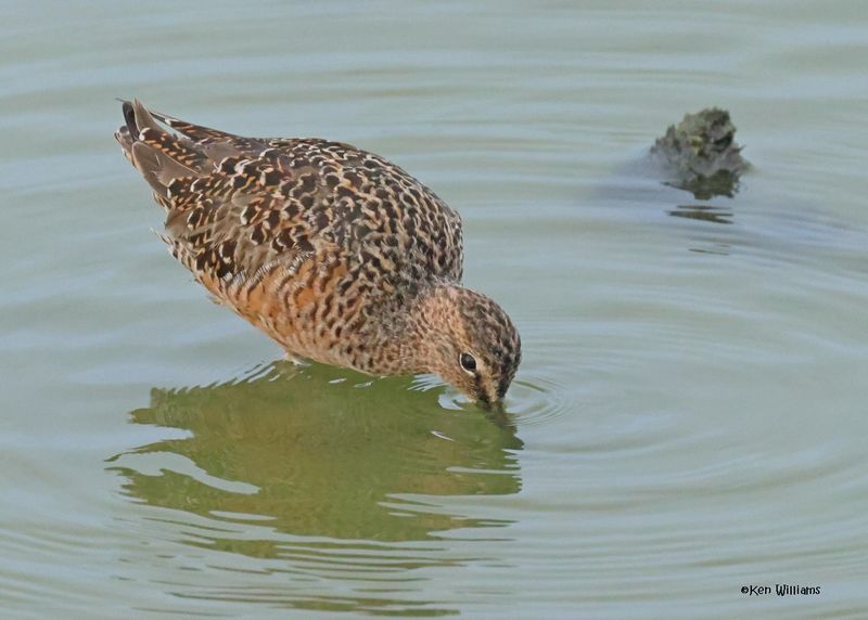 Long-billed Dowitcher, Port Aransas, TX, 4-29-2025_1979z.jpg
