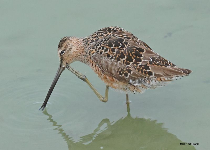 Long-billed Dowitcher, Port Aransas, TX, 4-29-2025_2039z.jpg