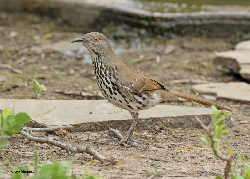 Long-billed Thrasher, Laguna Vista Nature Trail, TX, 4-23-2025_3378z.jpg