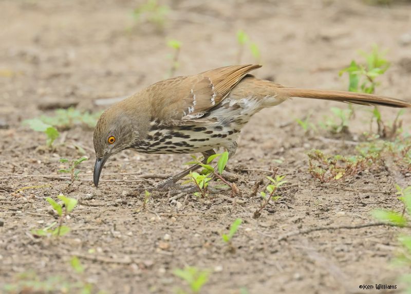 Long-billed Thrasher, Laguna Vista Nature Trail, TX, 4-24-2025_6007zD-.jpg
