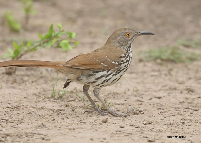 Long-billed Thrasher