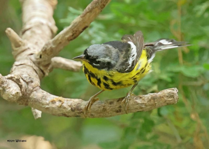 Magnolia Warbler male, S. Padre Is, TX, 4-24-2025_7135az.jpg