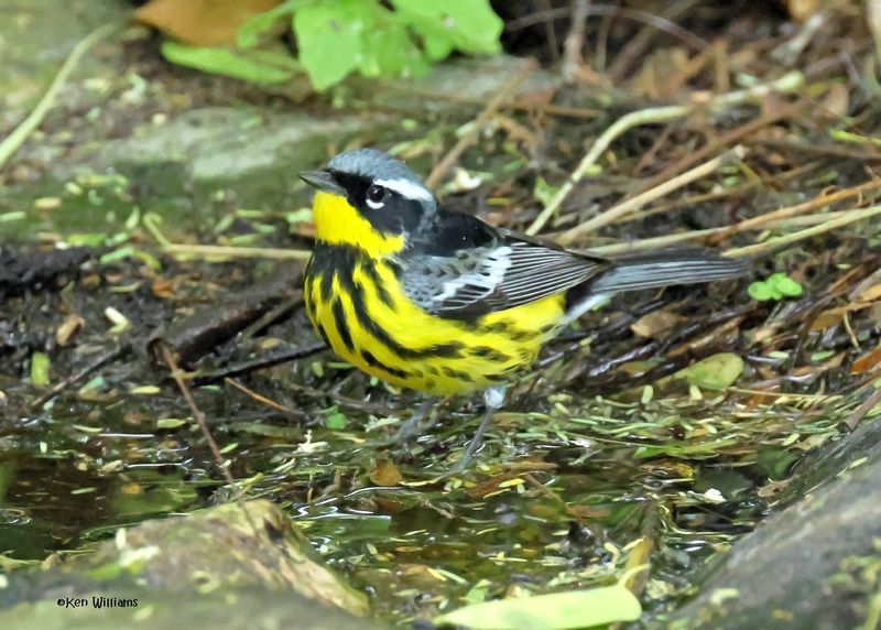 Magnolia Warbler male, S. Padre Is, TX, 4-26-2025_9055az.jpg