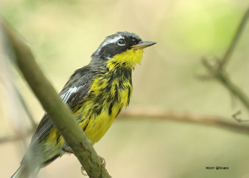 Magnolia Warbler male, S. Padre Island, TX, 4-23-2025_3773az.jpg