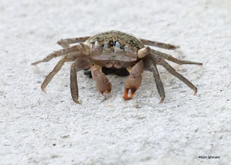 Mangrove Tree Crab S. Padre Is, TX, 4-23-2025_1230az2.jpg