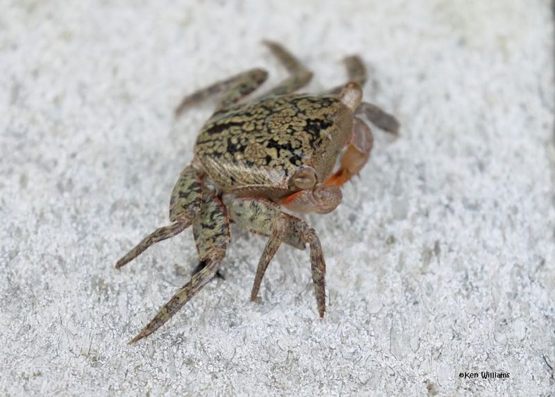 Mangrove Tree Crab S. Padre Is, TX, 4-23-2025_1238az.jpg