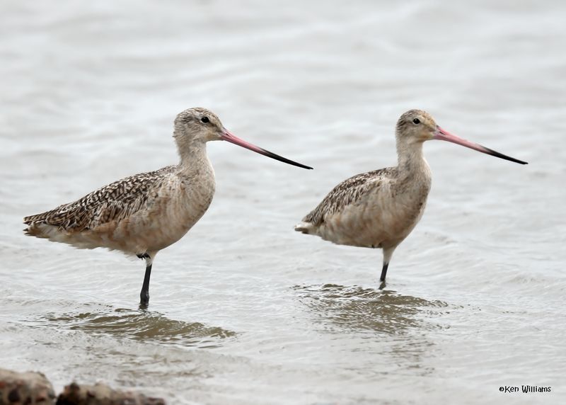 Marbled Godwit, Bolivar Flats, TX, 4-30-2025_2811az.jpg