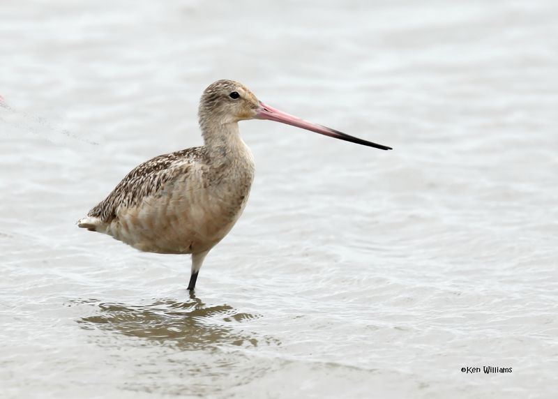 Marbled Godwit, Bolivar Flats, TX, 4-30-2025_2821az.jpg