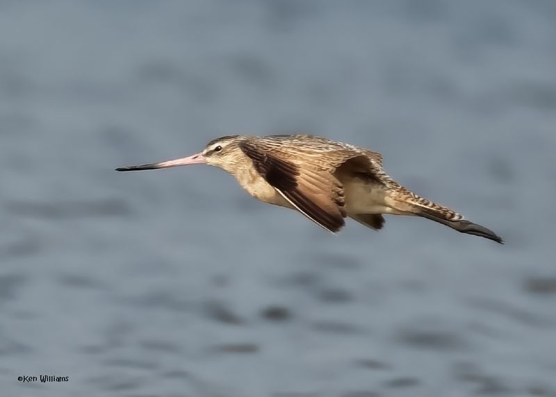 Marbled Godwit, S. Padre Is, TX, 4-25-2025_7421az.jpg