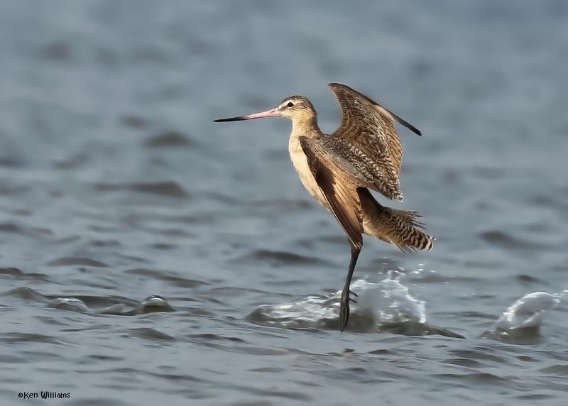Marbled Godwit, S. Padre Is, TX, 4-25-2025_7423az.jpg