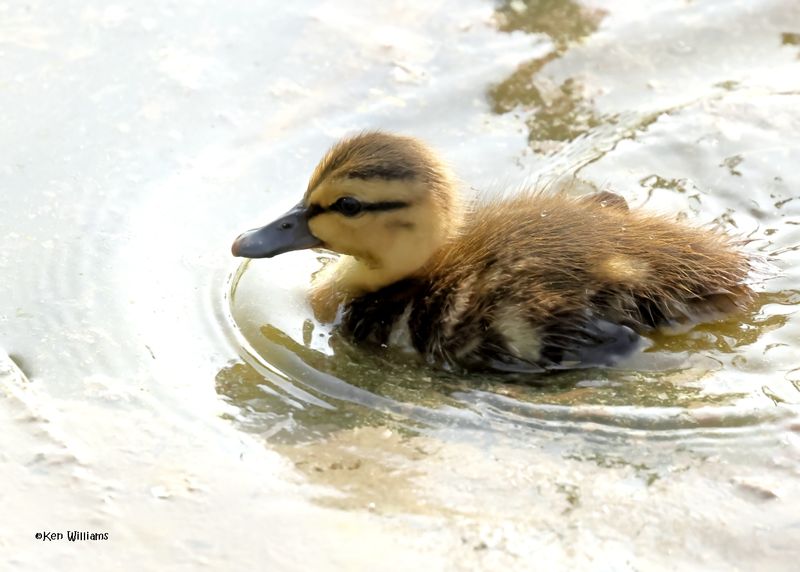 Mottled Duck ducklings, S. Padre Is, TX, 4-24-2025_7298az.jpg
