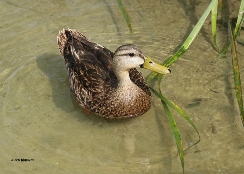 Mottled Duck male, Port Aransas, TX, 4-28-2025_1091az.jpg