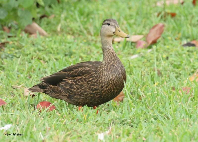 Mottled Duck male, S. Padre Is, TX, 4-23-2025_10az.jpg