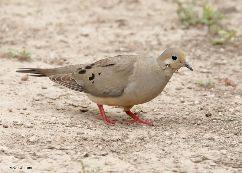 Mourning Dove, Laguna Vista Nature Trail, TX, 4-24-2025_6240az.jpg